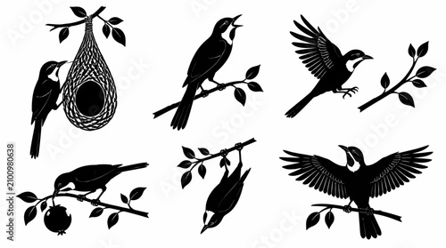 Set of black bird silhouettes in various poses and activities