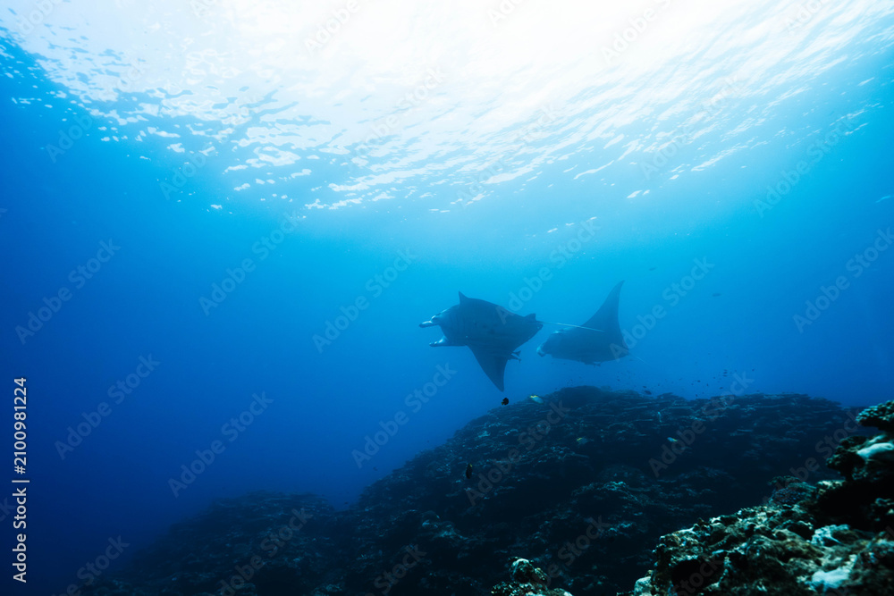 Obraz premium Pair of Reef Manta Rays Gliding Above a Tropical Coral Reef