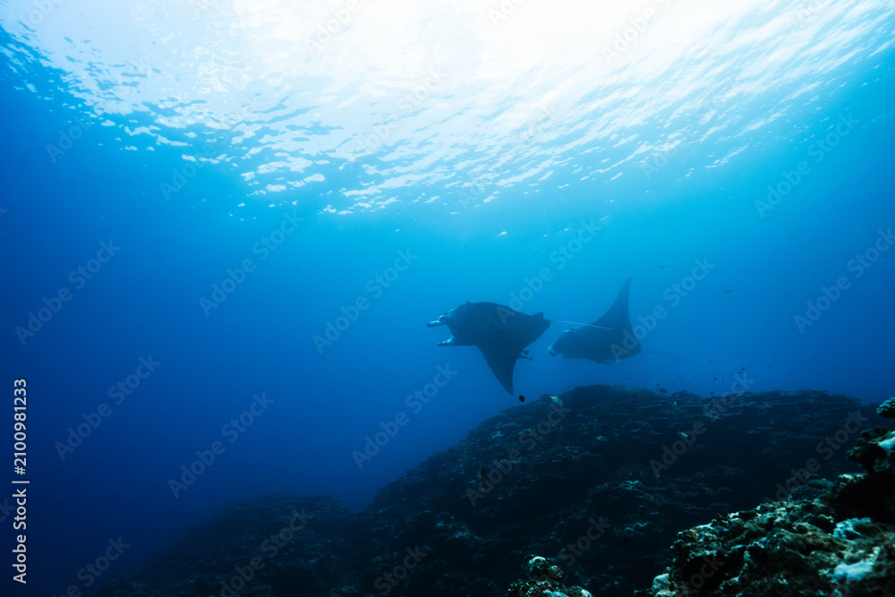 Fototapeta premium Twin Reef Mantas Cruising Over a Coral Reef