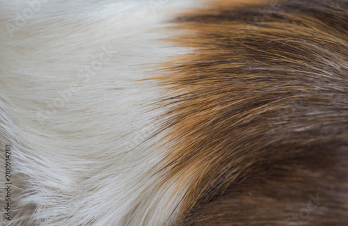 Close up of a dog's fur texture for use as a background