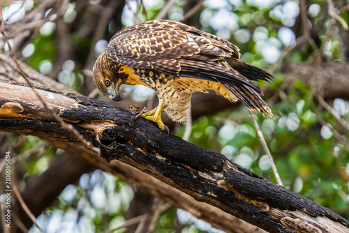 Canvastavla Red-tailed hawk - a raptor