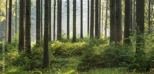 Panorama, spruce forest with natural regeneration, sun shining through morning fog, Thuringian Forest, Thuringia, Germany