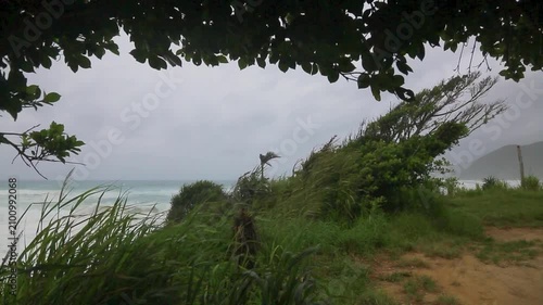 台風接近時の奄美大島の海岸線：強風に揺れる木々と荒れる海（モノクロ）