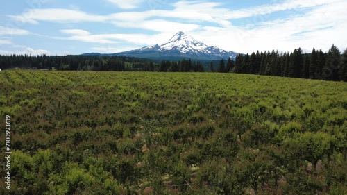  Hover over fruit orchards with Mt Hood in background