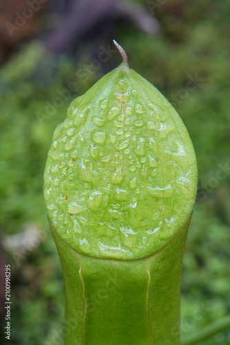 Macro photograph of a vibrant green Nepenthes lid covered in fresh morning dew and shiny water droplets