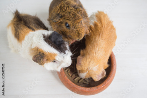 Guinea pig and baby guinea pig eating food from a bowl