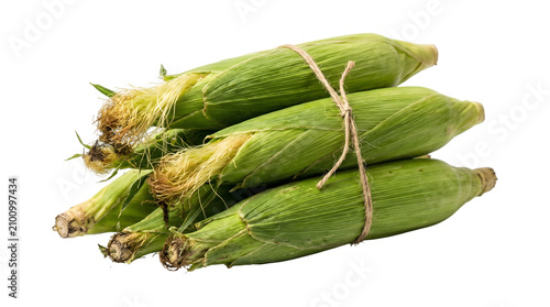 Foto Fresh corn cobs in husk bundled together tied with natural twine string as an is