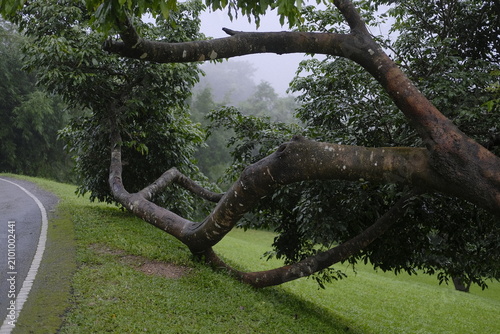 Curved tree branches extending over a road in a foggy landscape on a rainy day
