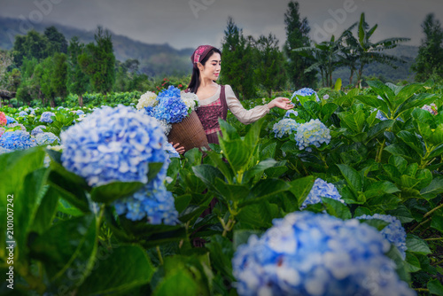 Asian woman Carry a basket to collect hydrangeas in the garden at Chiangmai, Thailand.