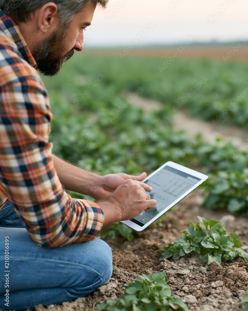 Fototapeta premium Farmer kneels beside crops, using tablet for monitoring. He focuses intently on data, checking growth and soil conditions. Modern farming blends tradition with technology for efficiency