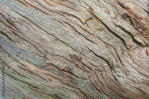 Close-up background of smooth yet deeply grooved wood grain with natural flowing lines on a weathered fallen tree trunk