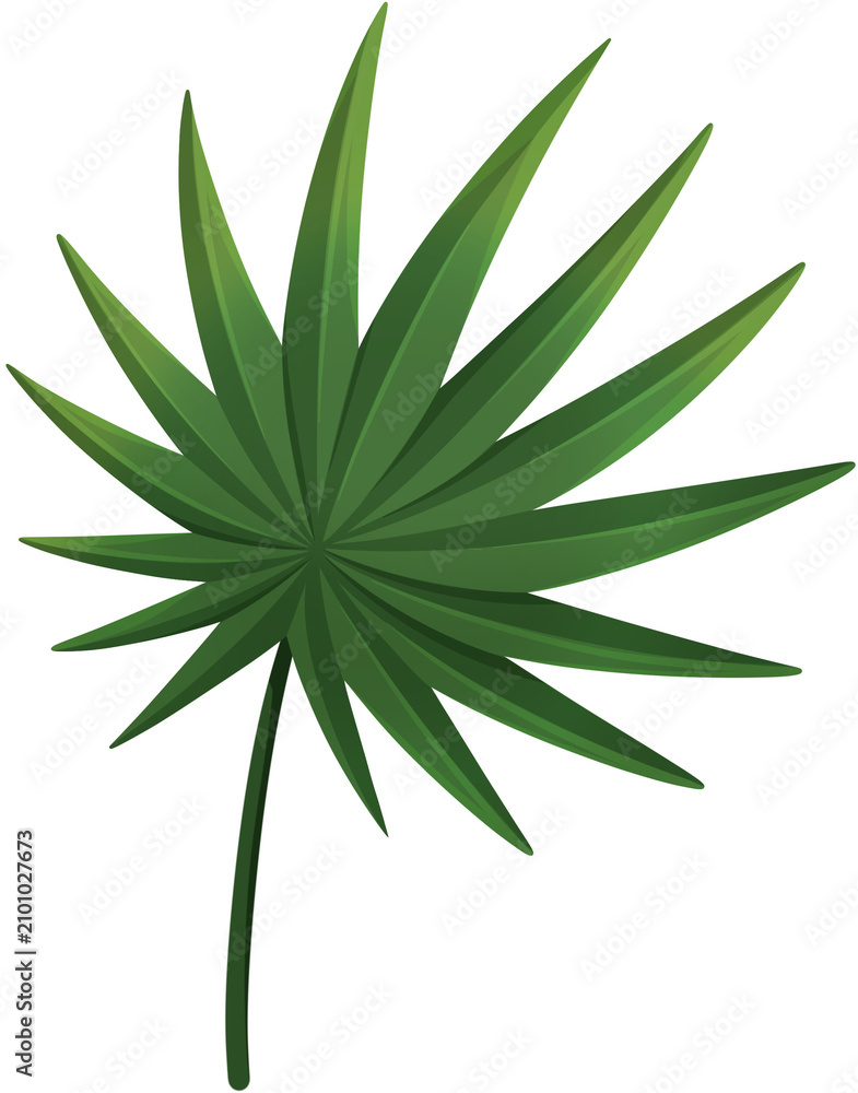 Obraz premium Tropical green palm leaf illustration for summer exotic nature and botanical design projects