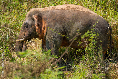 Foto Its body is gray, its snout is called the trunk