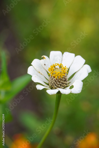 A detailed macro shot of a solitary white Zinnia elegans flower blooming against a soft, blurred green background