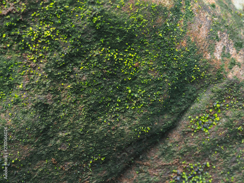 Detailed macro shot of wet stone covered in vibrant green moss in a rainy season forest, creating a fresh organic texture perfect for eco-friendly branding and natural commercial backgrounds.