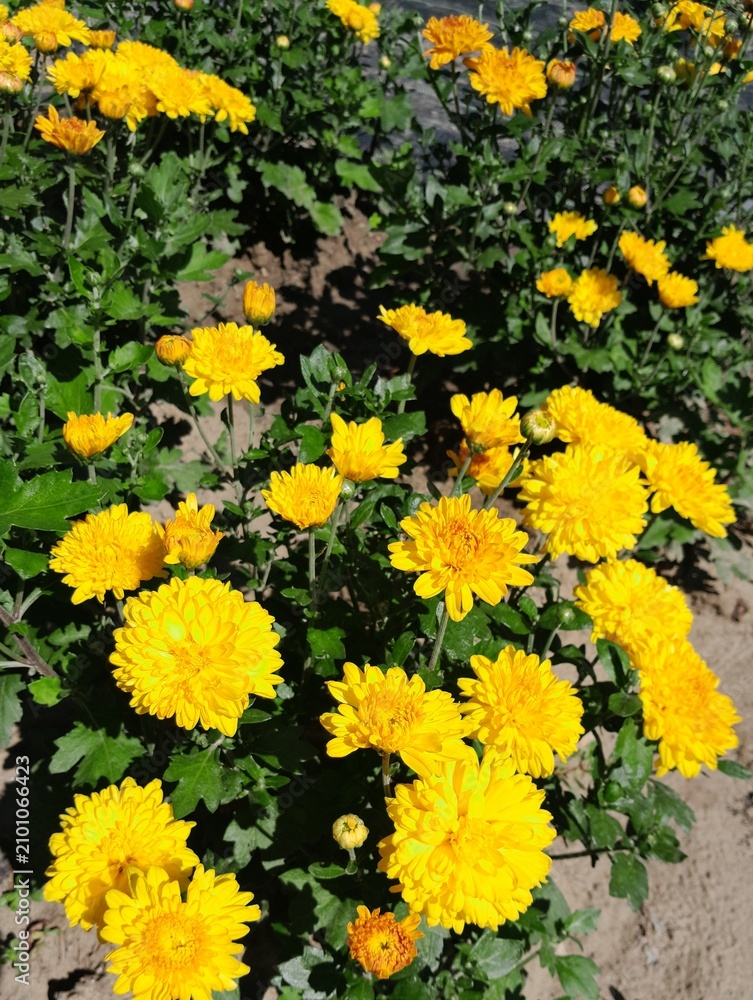 Obraz premium Bright yellow Chrysanthemum flowers blooming in the autumn garden under sunlight
