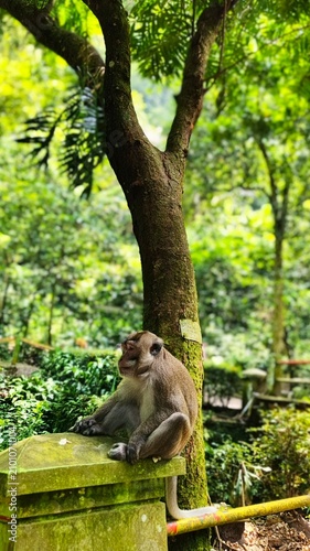 Photography Long-tailed macaque monkey sitting on stone in tropical forest