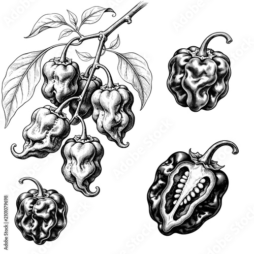 Set Of Hand Drawn  Carolina Reaper Brunch Botanical Illustration