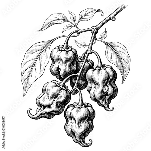  Hand Drawn  Carolina Reaper Brunch Botanical Illustration
