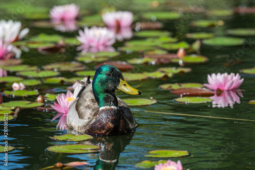 Фотография Male mallard duck swimming among blooming water lilies in a pond