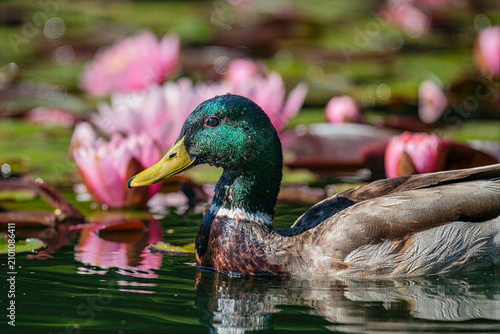 Quadro su tela Male mallard duck swimming among blooming water lilies in a pond