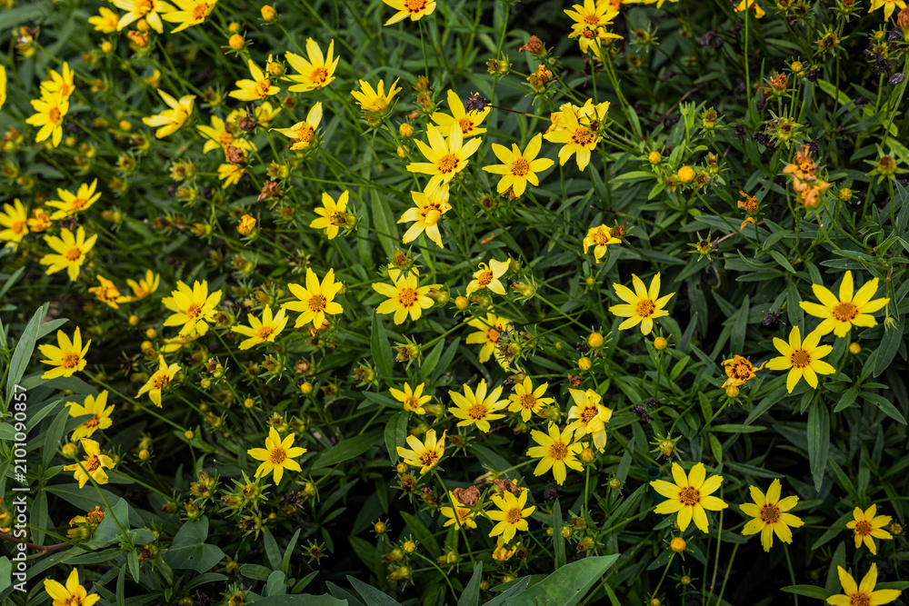 Obraz premium Threadleaf Coreopsis Flowers Blooming in Garden