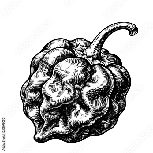  Hand Drawn  Trinidad Moruga Scorpion Botanical Illustration