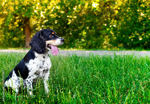 Black and white English Cocker Spaniel dog sitting sideways in green grass on a blurred park background. The dog looks to the side. Training. The photo is horizontal and blurred.