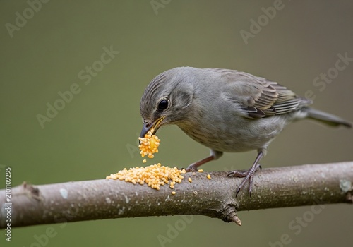 Tiny songbird feasts on a branch, captured in sharp detail.
