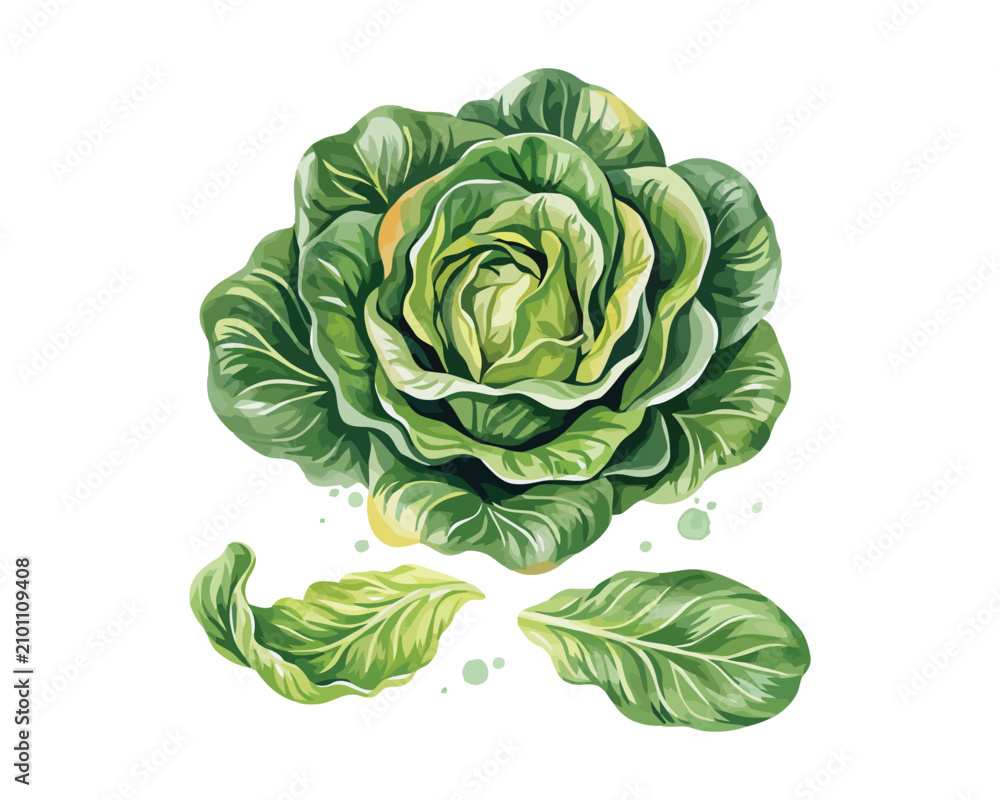 Obraz premium Watercolor Lettuce Illustration, Organic Leafy Vegetable Clipart, Isolated on White Background