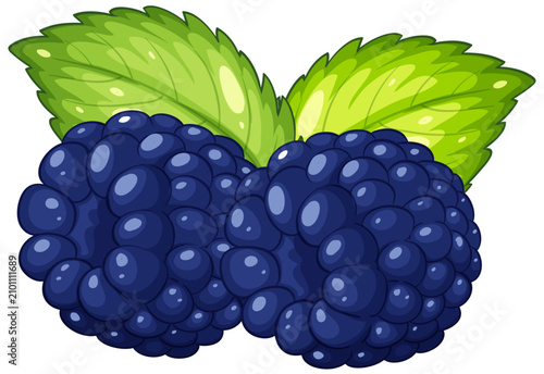 Vector Illustration of Two Ripe Blackberries with Green Mint Leaves