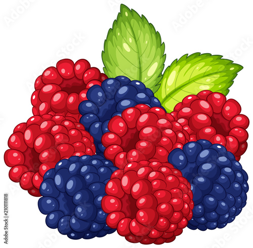 Vector Illustration of Fresh Raspberries and Blackberries with Mint Leaves