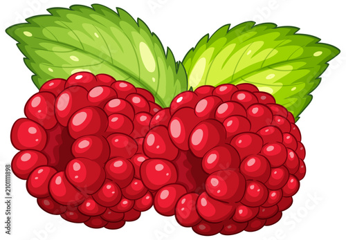 Vector Illustration of Two Red Raspberries with Green Mint Leaves
