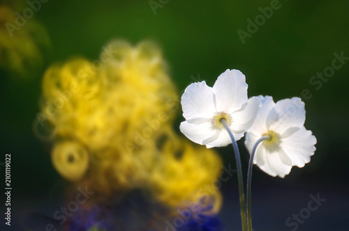 Konstfotografi 햇살 아래 빛나는 우아한 흰색 아네모네