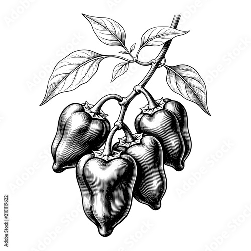 Hand Drawn  Poblano Chili Branch Botanical Illustration