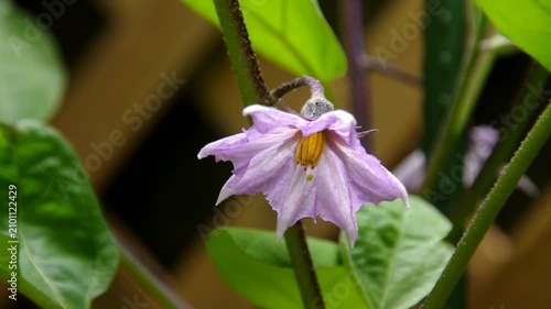 ナスの花, 茄子の花, ナス, 茄子