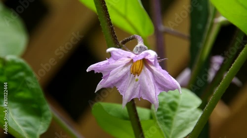 ナスの花, 茄子の花, ナス, 茄子
