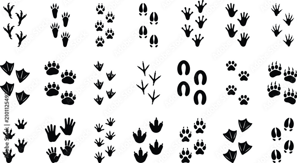 Obraz premium Collection of various wild animal footprints in black silhouette style with footprint wildlife silhouette collection predator tracking wilderness isolated illustration movement