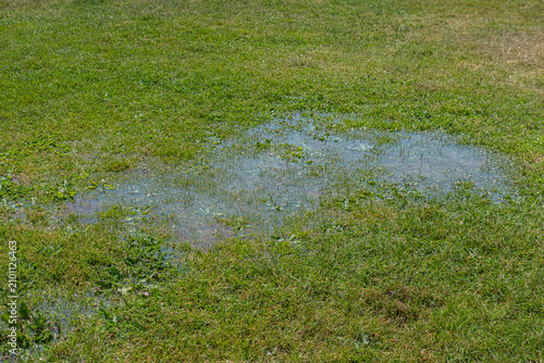 after the rain. puddle among green grass.