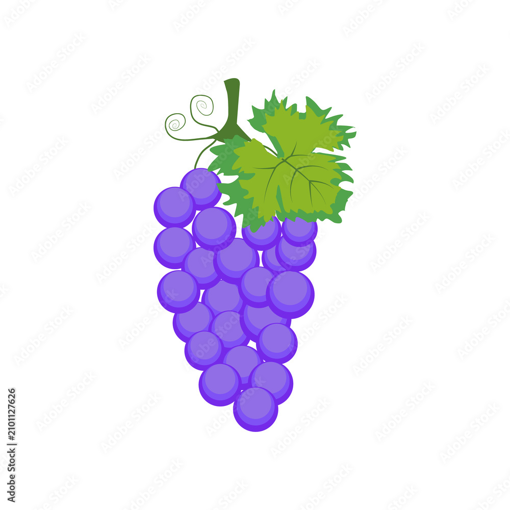 Obraz premium Fresh Ripe Purple Grape Bunch with Green Leaf Vector Illustration Isolated on White Background Healthy Vineyard Fruit for Food Wine Agriculture and Nature Design