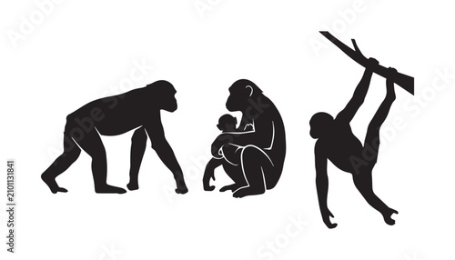 Photography black and white silhouette set of Bonobo very high quality vector illustration