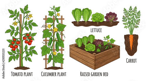 Gardener grows vegetables in a raised garden bed outdoors with tomato cucumber lettuce and carrot plants.