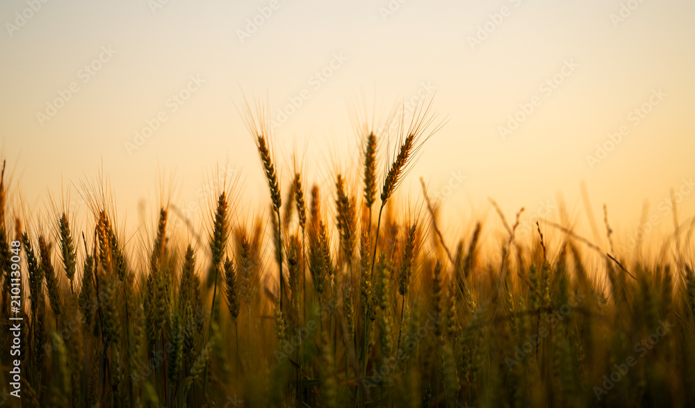 Obraz premium Wheat catches golden light. Wheat rises above crop. Rural wheat fills frame. Warm wheat meets bokeh.