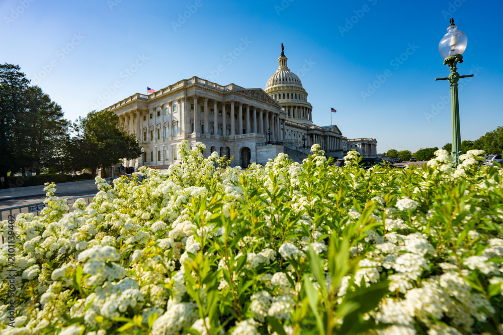 Obraz premium Washington DC Capitol in spring. Washington DC shows cherry blossom. Washington DC government near blossom trees. Washington DC spring city landmark.