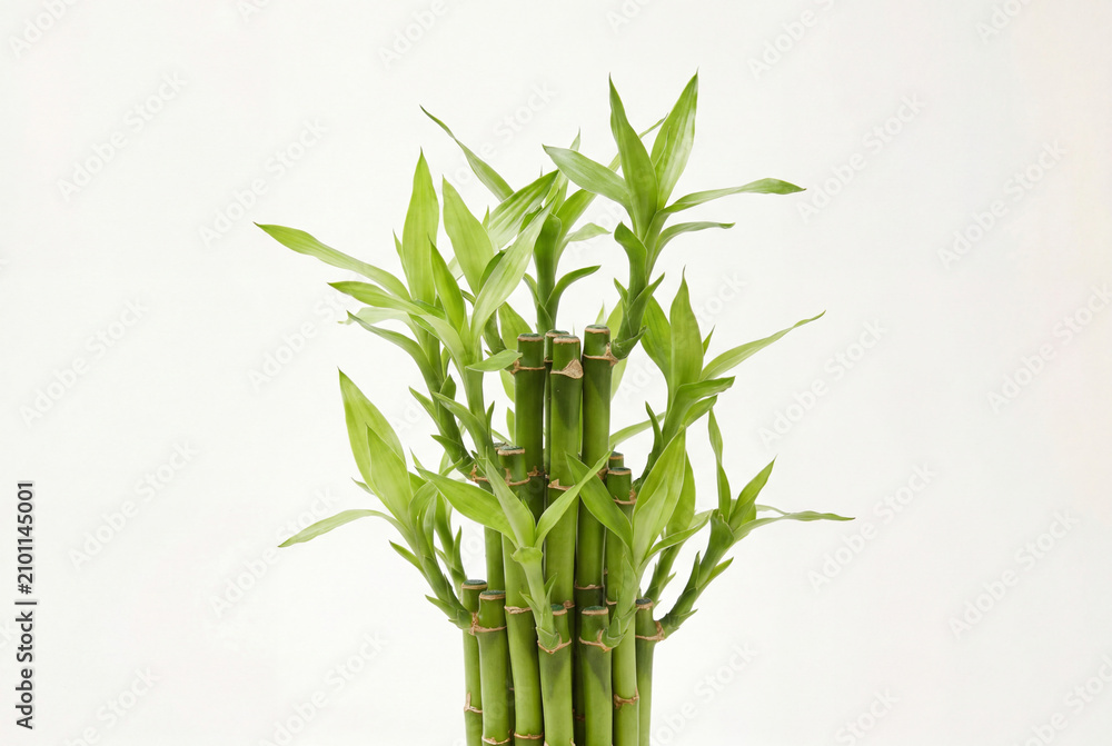 Obraz premium Cluster of vibrant green lucky bamboo stalks growing together against a white background