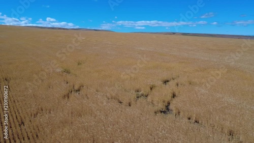  Pan right foreground of rippling wheat crop on windy day with Mount Hood far across hills.