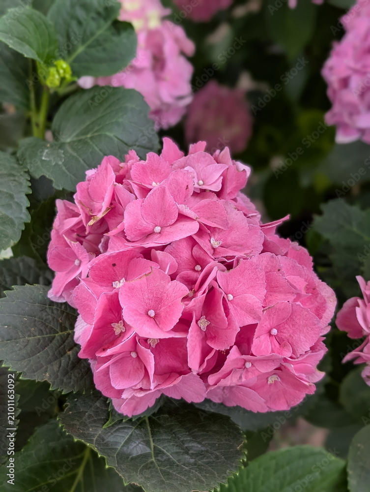 Obraz premium Vibrant Pink Hydrangea Blossom Lush Garden Detail