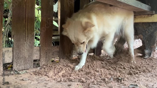 Curious Canine Explorer: A light-colored dog with floppy ears sniffs around a rustic wooden structure, its tail wagging gently, surrounded by earthy tones and hints of green foliage.