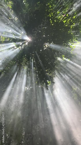 Sunlight Through Canopy: Sunbeams dramatically pierce through the dense green foliage of a forest canopy, creating an ethereal and mystical atmosphere.