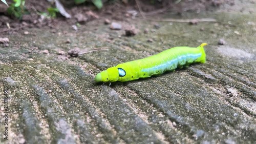 Green Caterpillar on Pavement